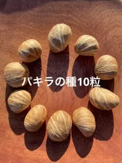 2025年最新】釈迦頭の人気アイテム - メルカリ 希少果樹