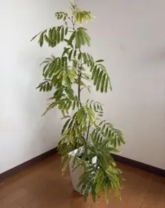 2026年最新】エバーフレッシュ曲がりの人気アイテム - メルカリ