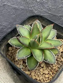 2026年最新】アガベ 笹の雪の人気アイテム - メルカリ