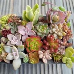 ちいず様 リクエスト 3点 まとめ商品