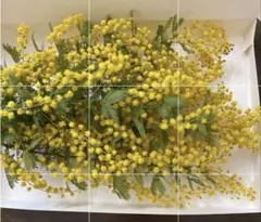 2026年最新】ミモザの人気アイテム - メルカリ