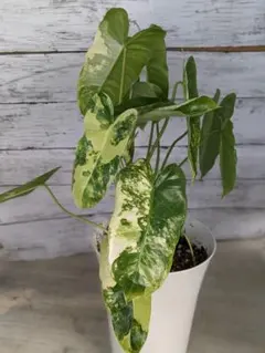 フィロデンドロン アップル 8号 幹立ち 118cm アップルウェアー バラ鉢