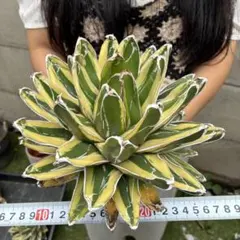 652 アガベ ビクトリアレジーナ 笹ノ雪 極上斑 超大株 - メルカリ
