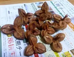 ツバキや山茶花の実の殻　10個