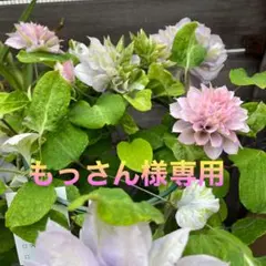 2026年最新】ゆいか クレマチスの人気アイテム - メルカリ