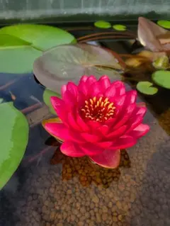 2026年最新】熱帯性睡蓮の人気アイテム - メルカリ