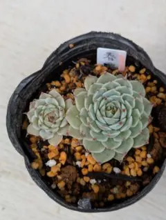 長次郎様 リクエスト 3点 まとめ商品　速達込