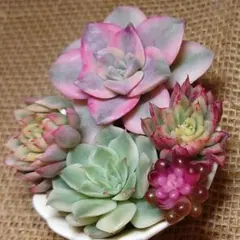〈錦シリーズ〉多肉5苗セット　斑入りレア品種　韓国苗　多肉植物
