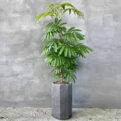 観葉植物 シェフレラ 170cm - メルカリ