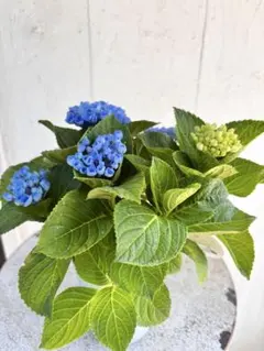 紫陽花ハイドランジア マジカルレボリューションのサムネイル