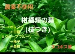 ☆ 가지가 달린 만다린 오렌지 잎 [살충제 사용 안 함] (호랑꼬리 유충)
