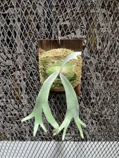 ビカクシダ P. willinckii 伊右衛門 前葉体 胞子体 - メルカリ