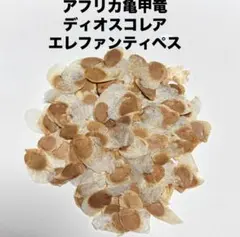 種50粒 アフリカ亀甲竜 ディオスコレア・エレファンティペス 2026冬型 塊根のサムネイル