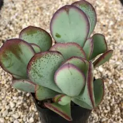 多肉植物 セダム ☆斑入りミセバヤ☆ カット苗 - メルカリ