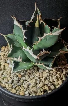 南アフリカダイヤモンド【厳選株写真実物】初心者も安心/発根済み鉢付き/ 南アフリカダイヤモンド【厳選株写真実物】初心者も安心/発根済み鉢