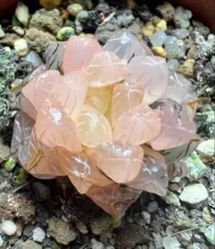 2025年最新】ハオルチア 錦 糊斑の人気アイテム - メルカリ