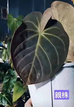 レア！　dressleri Anthurium アンスリウム　ドレスレリ レア！ dressleri Anthurium アンスリウム ドレスレリ