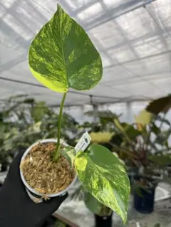 2025年最新】モンステラ 黄斑の人気アイテム - メルカリ