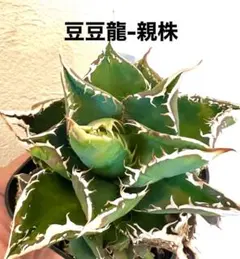 専用出品【鉢ごと発送】3株　豆豆龍錦　TC 発根管理中【匿名配送】 2026年最新】アガベ豆豆龍の人気アイテム - メルカリ