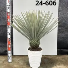 2025年最新】ロストラータ ユッカの人気アイテム - メルカリ