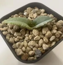 HIDDEN AGAVEジェレミー Creep　発根済タグ付き③ HIDDEN AGAVEジェレミー Creep 発根済タグ付き③ アガベ