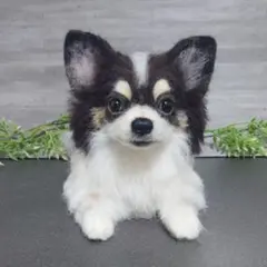 むぎたん様専用 羊毛フェルト 犬 ミニチュアダックスフンド【3匹