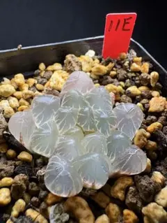 27f 多肉植物　ハオルチア　丸葉コレクタ実生糊斑　自家繁殖　鉢植え発送 27f 多肉植物 ハオルチア 丸葉コレクタ実生糊斑 自家繁殖 鉢植え発送