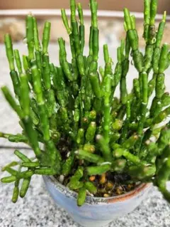 ハティオラ　猿恋葦　リプサリス 　多肉植物 観葉植物