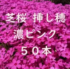 2026年最新】芝桜 栽培の人気アイテム - メルカリ