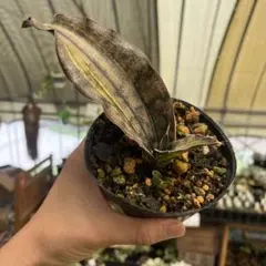 ロリダ バリエガータ 斑入り サンセベリア 抜き苗 - メルカリ