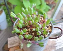 ルビーネックレス 1ポット分 抜き苗配送 多肉植物