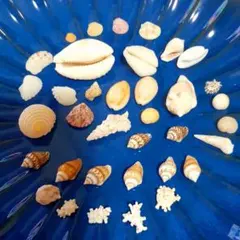 106 貝殻セット_天然宝貝(タカラガイ)小サイズ 約60個まとめ売り