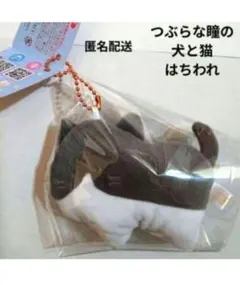 つぶらな瞳の犬と猫　はちわれ　ハチワレ　ねこ　ネコ　マスコット　キーホルダー