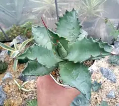 J*y様 【サービス出品！】②ハイクオリティのエボリスピナ！ベアルート株 2025年最新】エボリスピナ ベアルートの人気アイテム - メルカリ