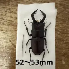 ノコギリクワガタ 標本 8体セット - メルカリ
