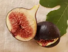 イチジク穂木8品種　8本セット イチジク穂木8品種 8本セット いちじく穂木7品種8本セット