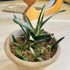 2025年最新】サンスベリア ドラゴンの人気アイテム - メルカリ