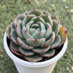 baron様 リクエスト 2点 まとめ商品