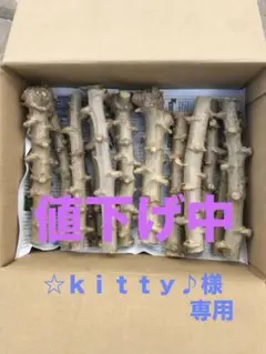 2026年最新】キャッサバの人気アイテム - メルカリ
