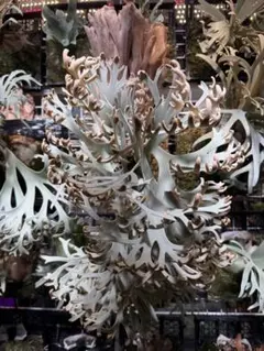 P.Willinckii Tiara spore 211 - メルカリ