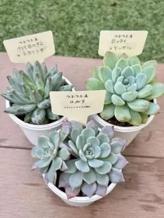 2025年最新】クワトロさん苗の人気アイテム - メルカリ