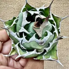 2025年最新】姫厳竜の人気アイテム - メルカリ