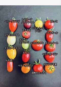 【限定10000個】18種カラフルトマト食べ比べ栽培期間無農薬のサムネイル