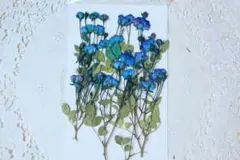 押し花青ミニバラ10本