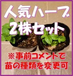 無農薬ハーブ苗2株セット　ネコポス配送　組み合わせ変更可(事前コメント必須)のサムネイル