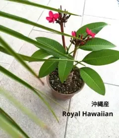 特大石垣島ピンクプルメリア 挿し木用枝 5本セット - メルカリ