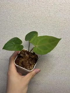 Anthurium AOS✖️RVDP 斑入りのサムネイル
