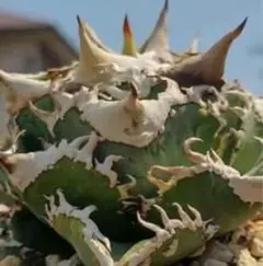 DD27 多肉植物 アガベチタノタ鬼爪雪峰 子株のサムネイル