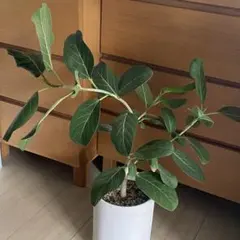 2026年最新】ベンガレンシスの人気アイテム - メルカリ