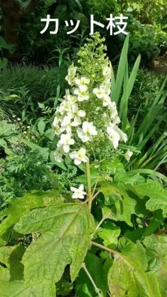 15.　柏葉紫陽花　カシワバアジサイ　抜き苗 51. 柏葉紫陽花 カシワバアジサイ 抜き苗 - メルカリ